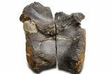 Cut/Polished Theropod Dinosaur (Allosaurus) Vertebra - Utah #360976-4